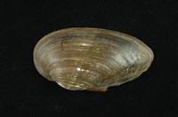 藏品(石蚌)的圖片